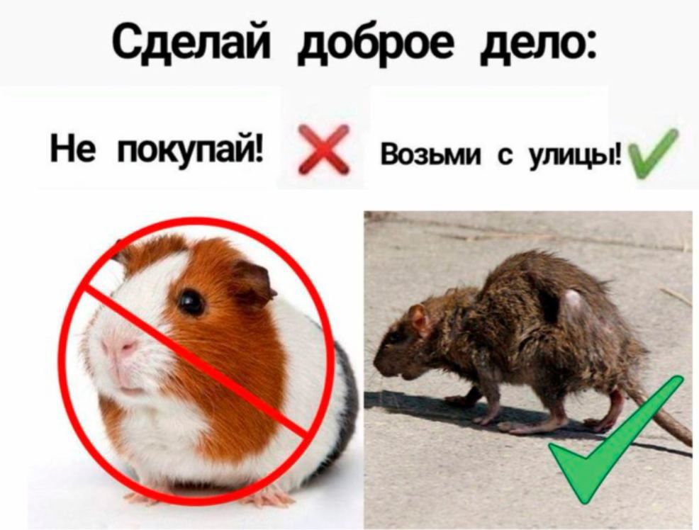 Сделай доброе дело: Не покупай! Возьми с улицы!