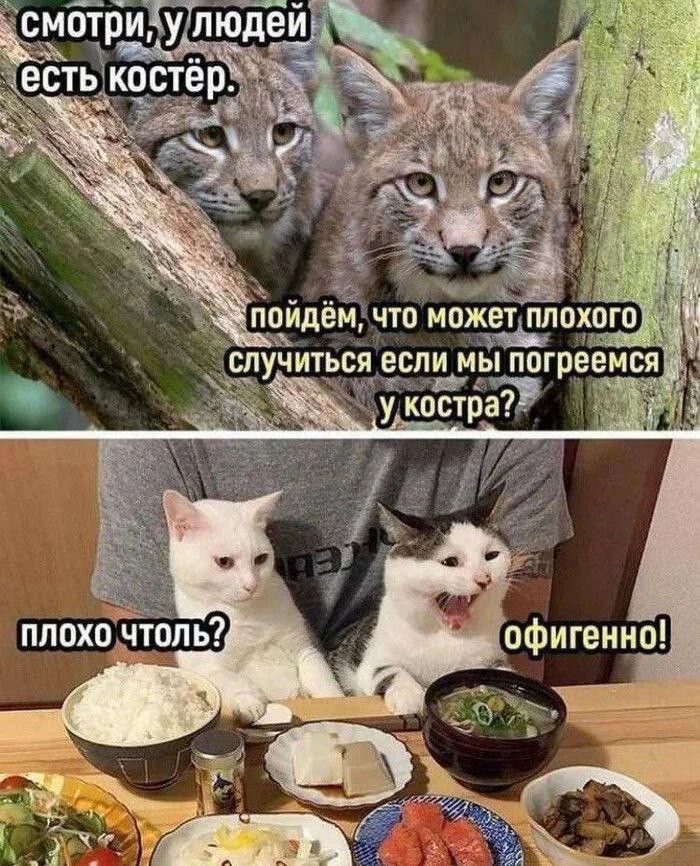 смотри, у людей есть костёр. пойдём, что может плохого случиться если мы погреемся у костра? Плохо чоль? офигенно!