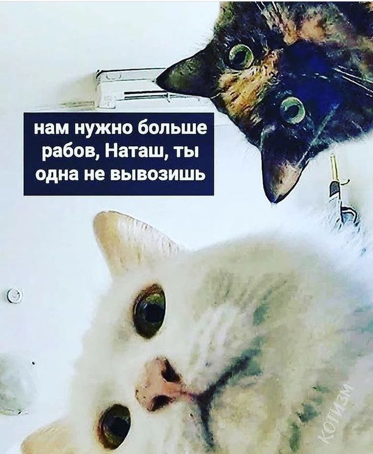 нам нужно больше рабов, Наташ, ты одна не вывозишь