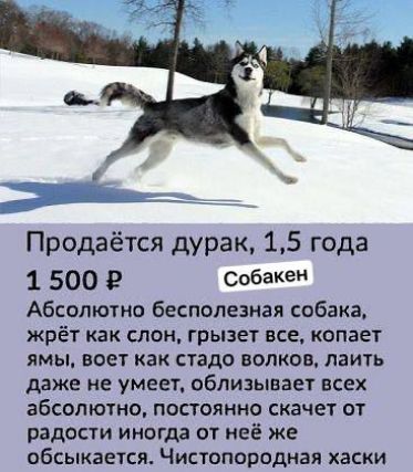 Продаётся дурак, 1,5 года 1 500 Р Собакен Абсолютно бесполезная собака, жрёт как слон, грызет все, копает ямы, воет как стадо волков, лаять даже не умеет, облизывает всех абсолютно, постоянно скачет от радости иногда от неё же обсыкается. Чистопородная хаски