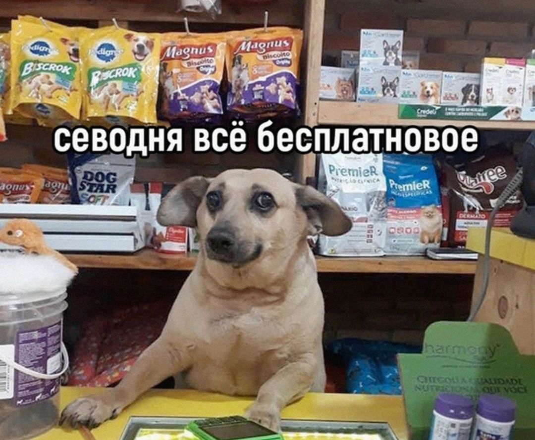 сегодня всё бесплатное