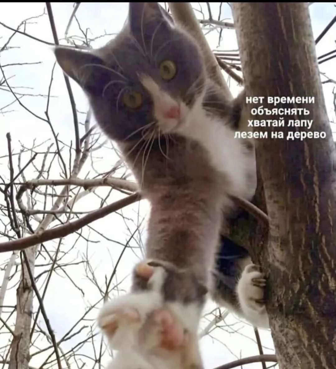 нет времени объяснять хватай лапу лезем на дерево