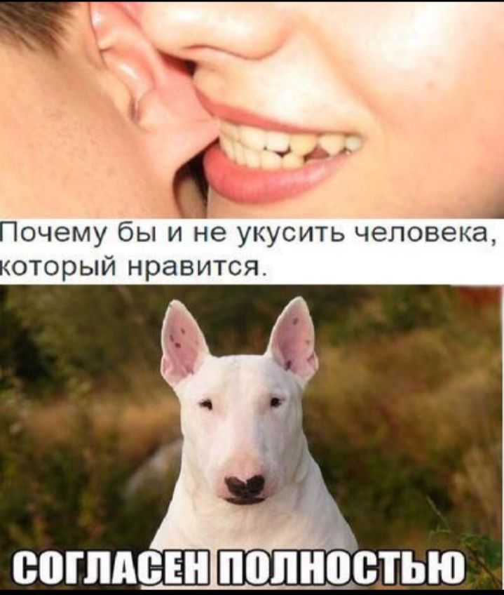 Зг ЪЖ чин зі Почему бы и не укусить человека который нравится ЮПШЕЕН полностью