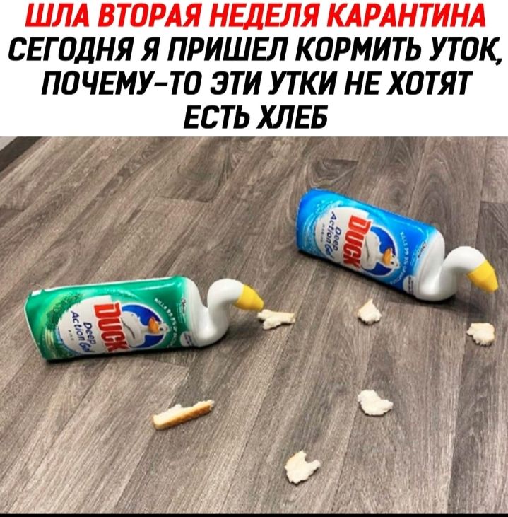 ШЛА ВТОРАЯ НЕДЕЛЯ КАРАНТИНА СЕГОДНЯ Я ПРИШЕЛ КОРМИТЬ УТ ОК ПОЧЕМУ ТО ЭТИ УТКИ НЕ ХОТЯТ ЕСТЬ ХЛЕБ