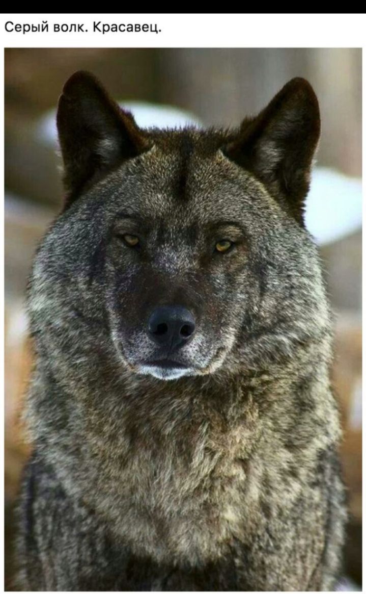 фото гордого волка
