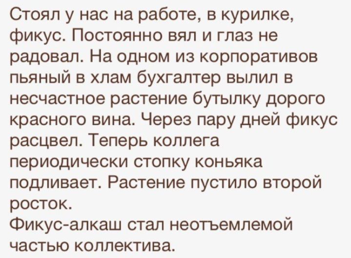 Стоял у нас на работе в курилке фикус Постоянно вял и глаз не радовал На одном из корпоративов пьяный в хлам бухгалтер вылил в несчастное растение бутылку дорого красного вина Через пару дней фикус расцвел Теперь коллега периодически стопку коньяка подливает Растение пустило второй росток Фикусалкаш стал неотъемлемой частью коллектива