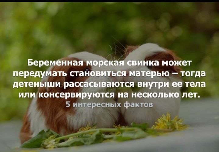 Беременная морская свинка может передумать становиться матерью тогда детеныши рассасываются внутри ее тела ИЛИ консервируются на НЕСКОЛЬКО лет 5 интересных фактов