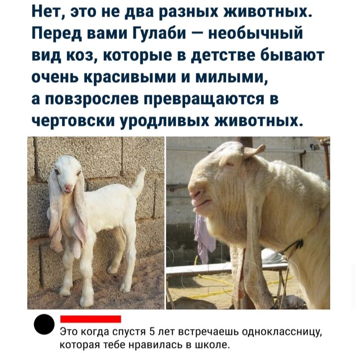 Нет это не два разных животных Перед вами Гулаби необычный вид коз которые в детстве бывают очень красивыми и милыми а повзроспев превращаются в чертовски уродливых животных ЭТО КОГДЗ СПУСТЯ 5 ЛЕТ ВСТРЕЧЗЕШЬ ОДНОКПЗССНИЦУ которая тебе нравилась В ШКОЛЕ