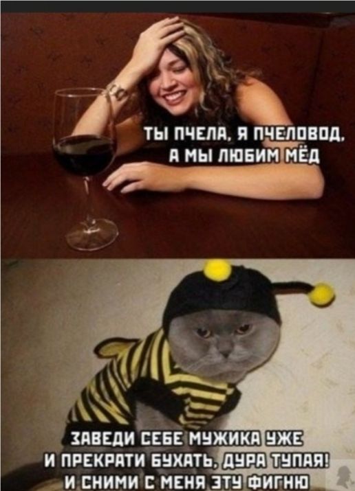 ты пчела я пчвлпнпл и мы пшвин мёд га