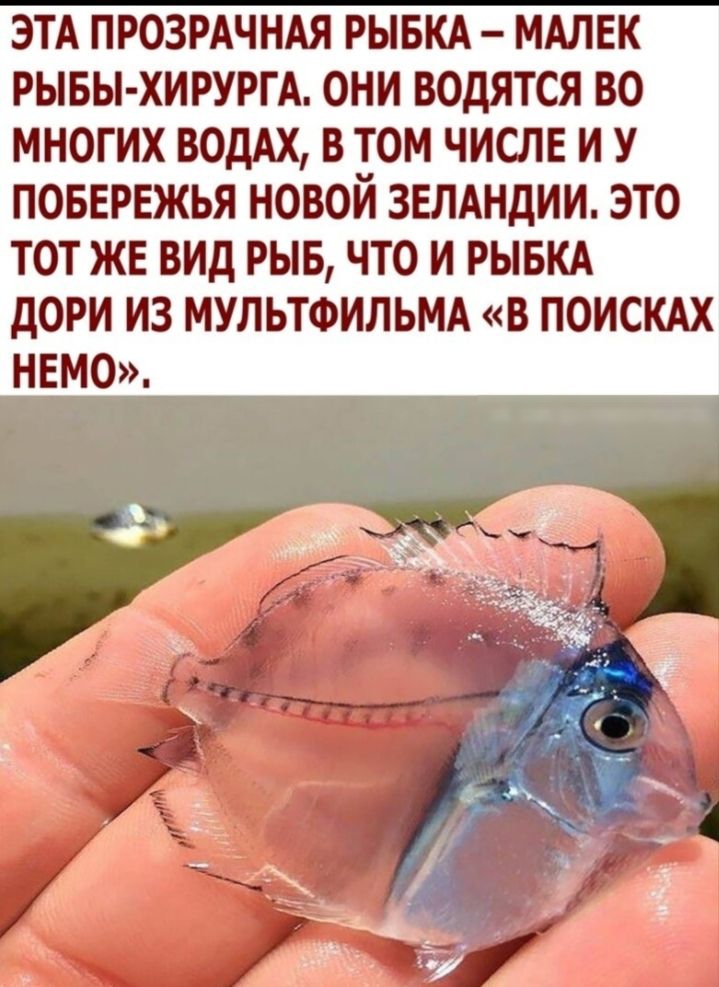 ЭТА ПРОЗРАЧНАЯ РЫБКА МАЛЕК РЫБЫ ХИРУРГА ОНИ ВОдЯТСЯ ВО МНОГИХ ВОдАХ В ТОМ ЧИСЛЕ И У ПОБЕРЕЖЬЯ НОВОЙ ЗЕЛАНдИИ ЭТО ТОТ ЖЕ ВИД РЫБ ЧТО И РЫБКА дОРИ ИЗ МУЛЬТФИЛЬМА В ПОИСКАХ НЕМО
