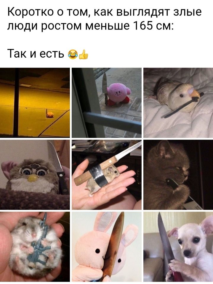 Коротко о том как выглядят злые люди ростом меньше 165 см Так и есть за
