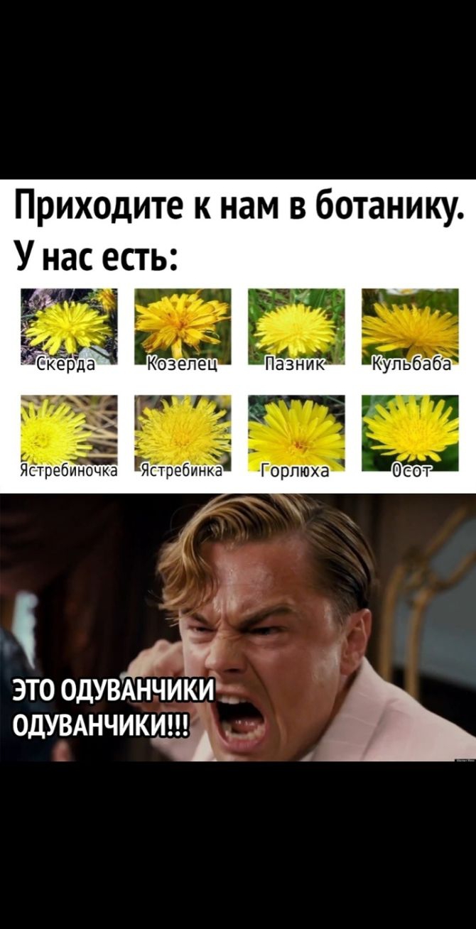Приходите к нам в ботанику У нас есть 56керда Козеле Па3 Кпбауба Ястребиноа Ястребинка Горлюха н ЭТО ОДУВЁЪКИ ОДУВАНЧИКЫА