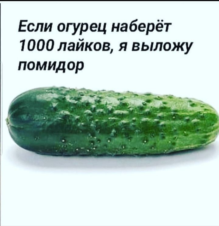 Если огурец наберёт 1000 лайков я выложу ПОМИДОР
