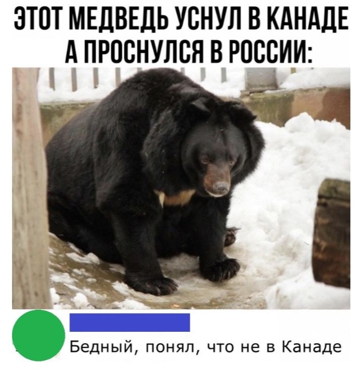 ЭТОТ МЕДВЕДЬ УВНУЛ В КАНАДЕ А ПРПВНУЛВЯ В РОССИИ Бедный понял что не в Канаде