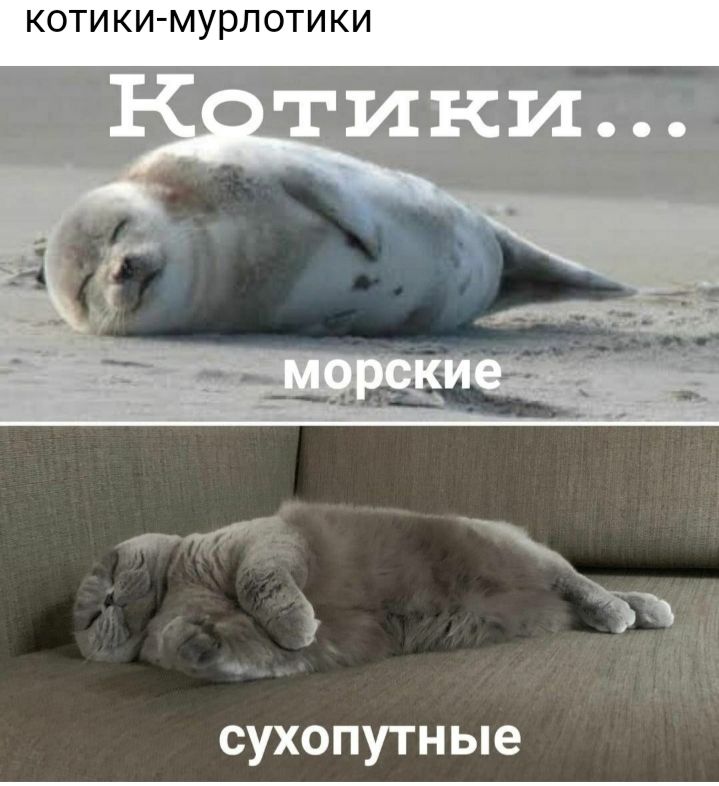 КОТИ КИ МУРЛОТИ КИ сухопутные