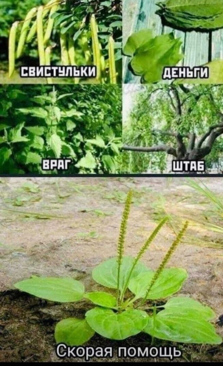 СКЁЗРЭЯШОМЧЩЬ