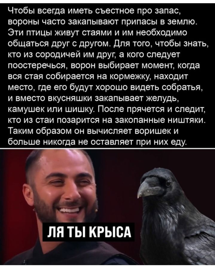 _ Чтобы всегда иметь съестное про запас вороны часто закапывают припасы в землю Эти птицы живут стаями и им необходимо общаться друг с другом Для того чтобы знать кто из сородичей им друг а кого следует поостеречься ворон выбирает момент когда вся стая собирается на кормежку находит место где его будут хорошо видеть собратья и вместо вкусняшки закапывает желудь камушек или шишку После прячется и с