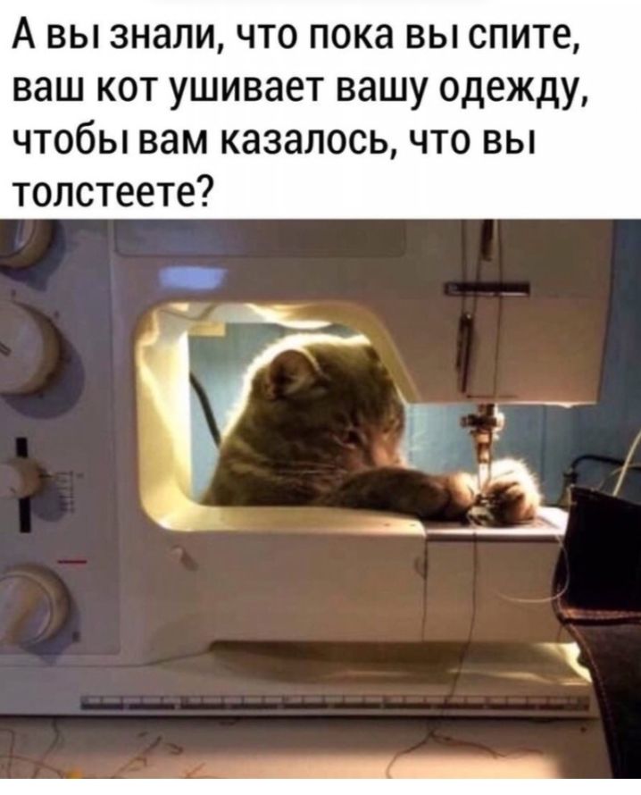 А вы знали что пока вы спите ваш кот ушивает вашу одежду чтобы вам казалось что вы толстеете