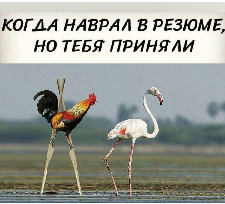 КОГДА НАВРАЛ В РЕЗЮМЕ НО ТЕБЯ ПРИНЯЛИ