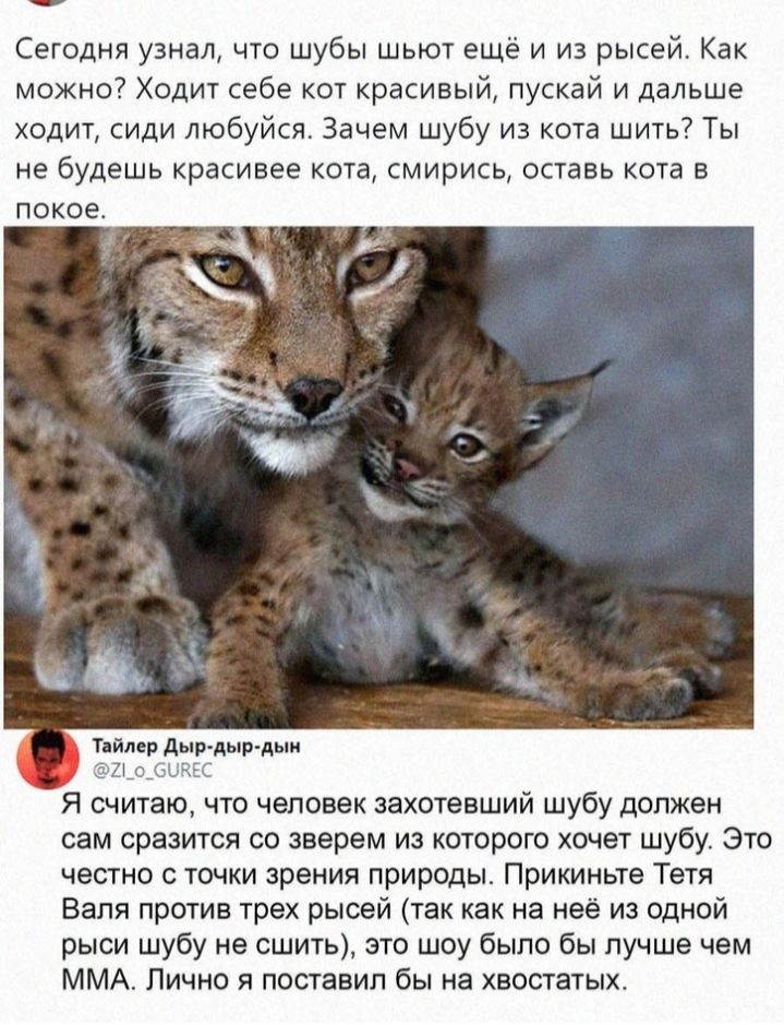 Сегодня узнал что шубы шьют ещё и из рысей Как можно Ходит себе кот красивый пускай и дальше ходит сиди любуйся Зачем шубу из кота шить Ты не будешь красивее кота смирись оставь кота в 0 Я считаю что человек захотевший шубу должен сам сразится со зверем из которого хочет шубу Это честно с точки зрения природы Прикиньте Тетя Валя против трех рысей так как на неё из одной рыси шубу не сшить это шоу 