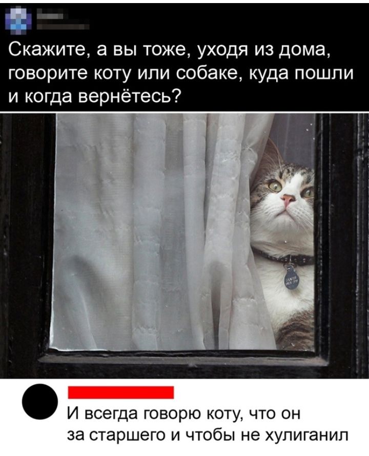 Па С Скажите а вы тоже уходя из дома говорите коту или собаке куда пошли и когда вернётесь И всегда говорю коту что он за старшего и чтобы не хупиганип