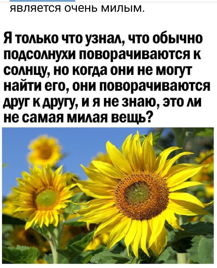 ЯВЛЯЗТСЯ ОЧЗНЬ МИЛЫМ Я только что узнаА что обычно подсолнухи поворачиваются к солнцу но когда они не могут найти его они поворачиваются друг кдругу и я не знаю это АИ не самая миАая вещь