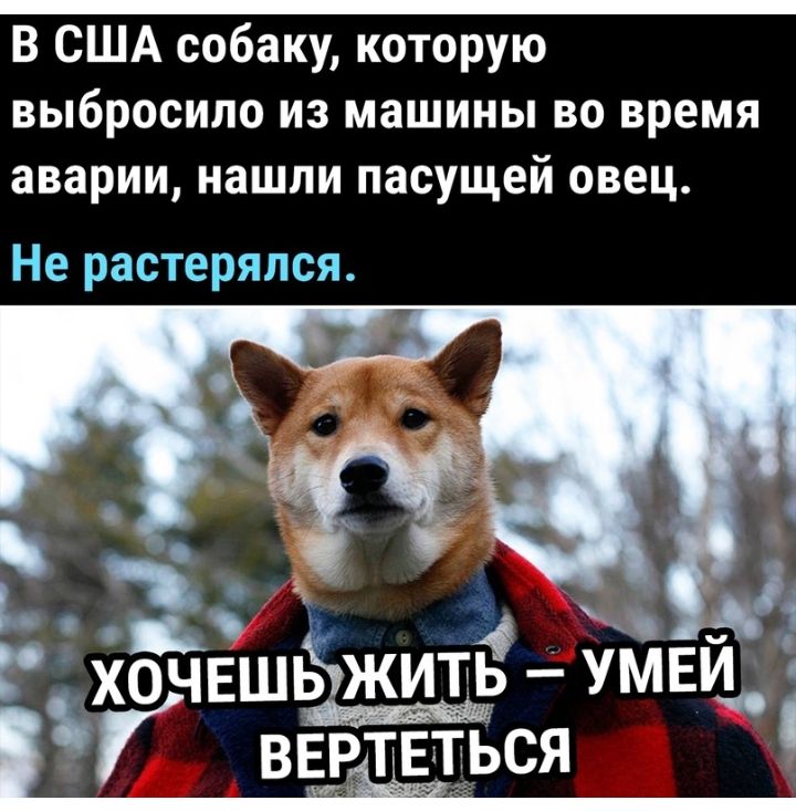 В США собаку которую выбросило из машины во время аварии нашли пасущей овец Не растерялся