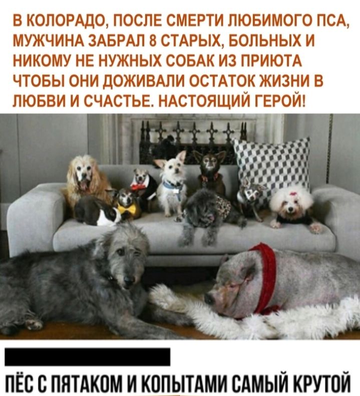 В КОЛОРАДО ПОСЛЕ СМЕРТИ ЛЮБИМОГО ПСА МУЖЧИНА ЗАБРАЛ 8 СТАРЫХ БОЛЬНЫХ И НИКОМУ НЕ НУЖНЫХ СОБАК ИЗ ПРИЮТА ЧТОБЫ ОНИ ДОЖИВАЛИ ОСТАТОК ЖИЗНИ В ЛЮБВИ И СЧАСТЬЕ НАСТОЯЩИЙ ГЕРОИ ПЁС с ПЯТАКПМ И КОПЫТАМИ САМЫЙ КРУТОЙ