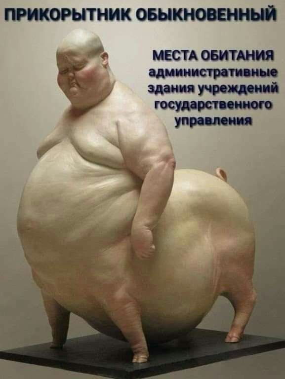 ПРИКОРЫТНИК ОБЫКНОВЕННЫЙ МЕСТА ОБИТАНИЯ административные здания учредил государст синего управдом