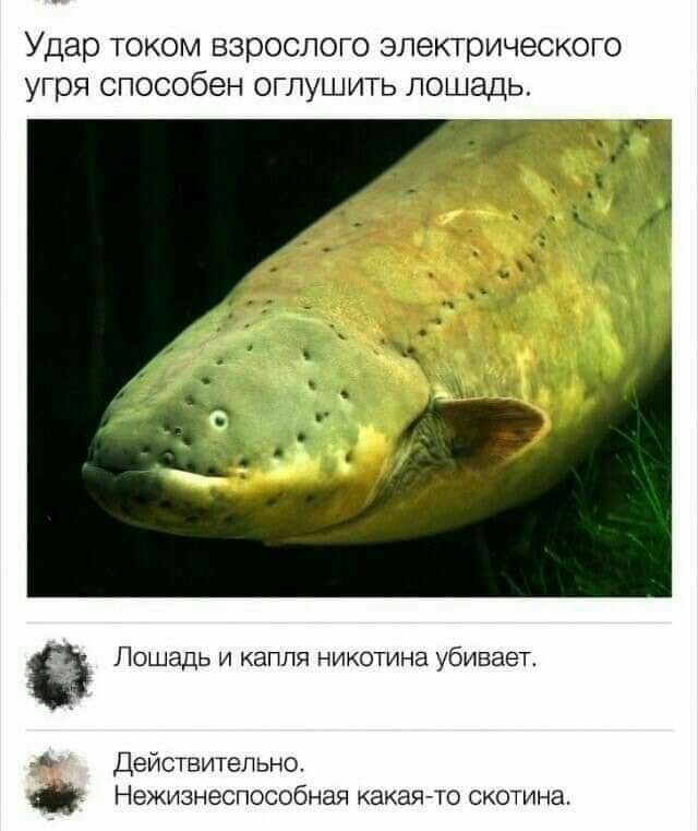 Удар током взрослого электрического угря способен оглушить лошадь Лошадь и капля никотина убивает Действительно Нежизнеспособная какая го скотина