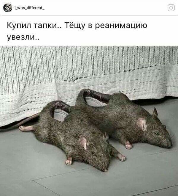 шпинат Купип тапки щу в реанимацию увезли