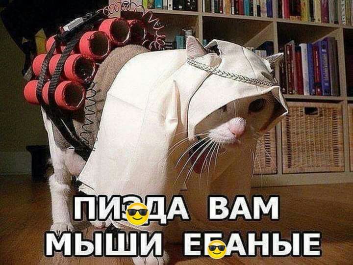 мыши ЕБАНЫЕ