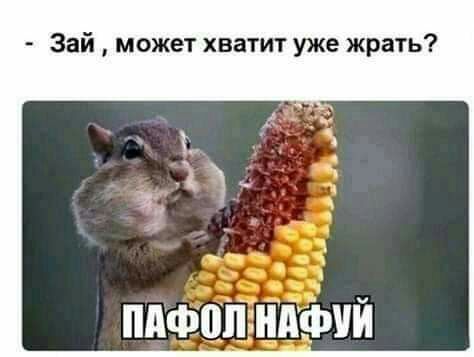 Зай может хватит уже жрать пифопидфий
