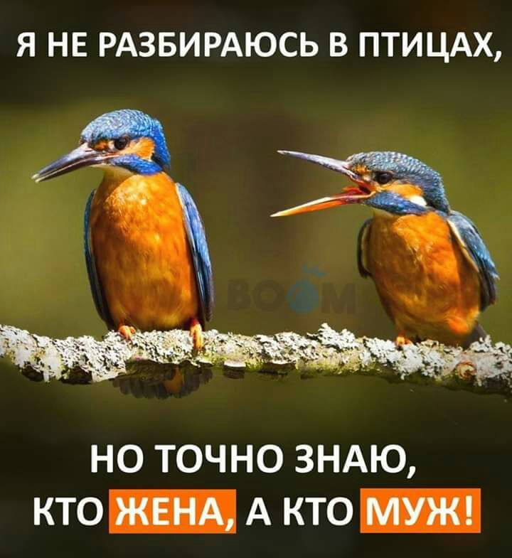 Я НЕ РАЗБИРАЮСЬ В ПТИЦАХ НО ТОЧНО ЗНАЮ КТО А КТО _