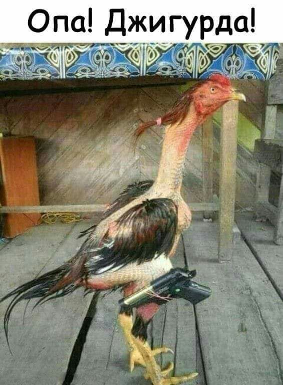 Опа Джи_гурда