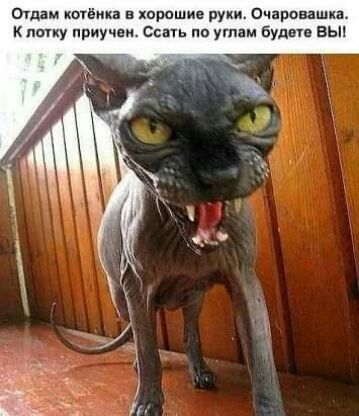 отдам котёнка в хорошие руки Очаровашка к папу приучен с по ушам буд вьп