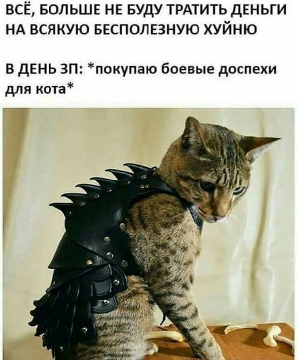 ВСЁ БОЛЬШЕ НЕ БУДУ ТРАТИТЬ ДЕНЬГИ НА ВСЯКУЮ БЕСПОЛЕЗНУЮ ХУЙНЮ В дЕНЬ ЗП покупаю боевые доспехи для кота