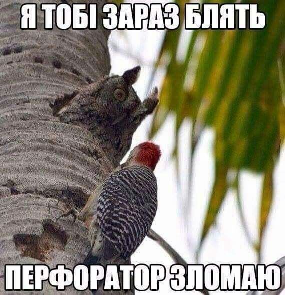 ЛИТВЫ Ё ЁЛПТЪ ротор З