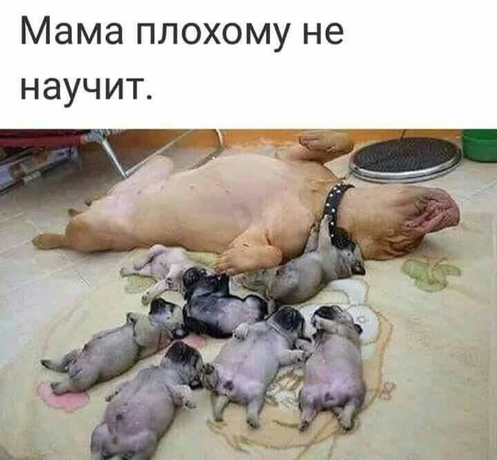 Мама плохому не научит