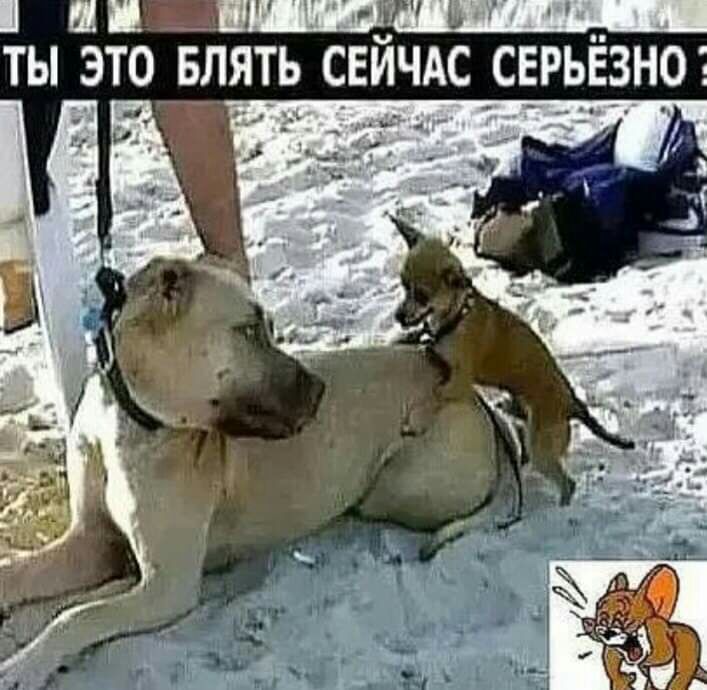 ШШ пишиш п ТЫ ЭТО БЛЯТЬ СЕЙЧАС СЕРЬЕЗНО