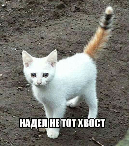 _ НЕТШХВВВТ _ нддцп