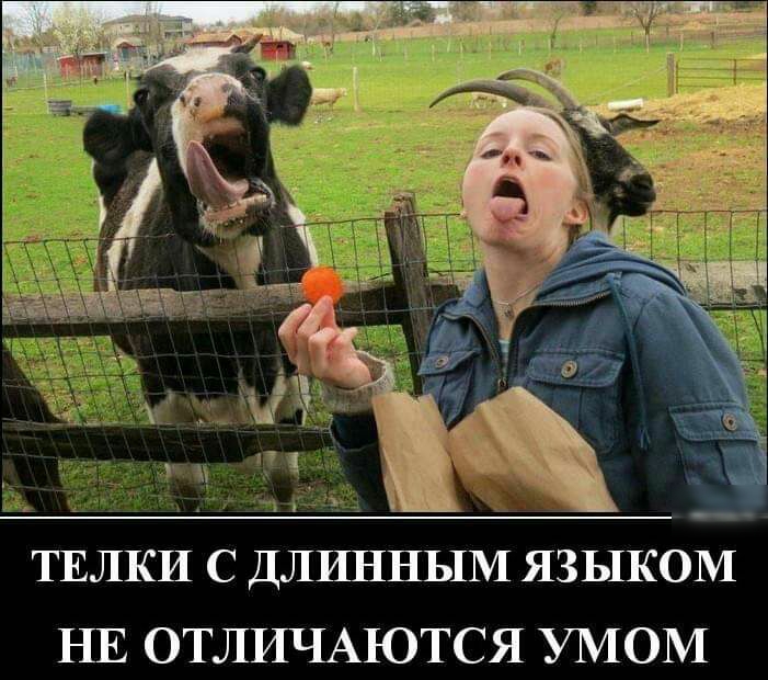3143 __ ТЕЛКИ С ДЛИННЫМ ЯЗЬШОМ НЕ ОТЛИЧАЮТСЯ УМОМ