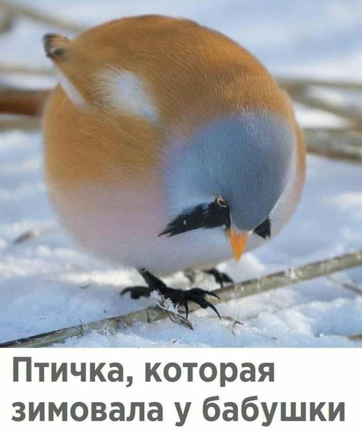 Птичка которая зимовала у бабушки
