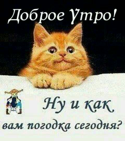 Доб вое Ут ро и я и вам погодка сегодня