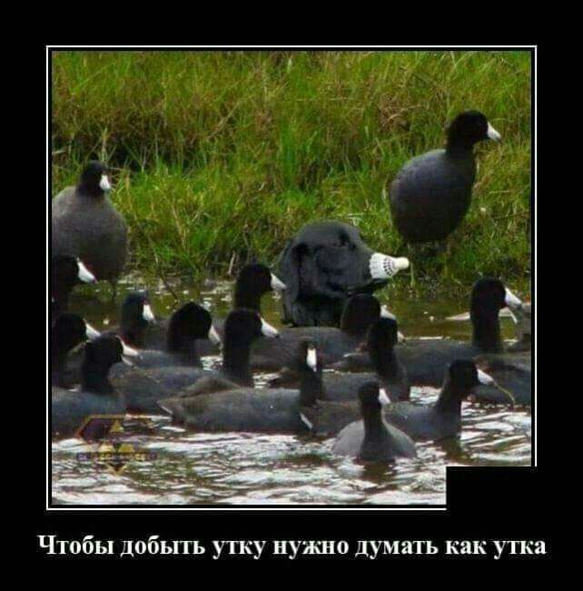 Чтобы добыть утку нужно думать как утка