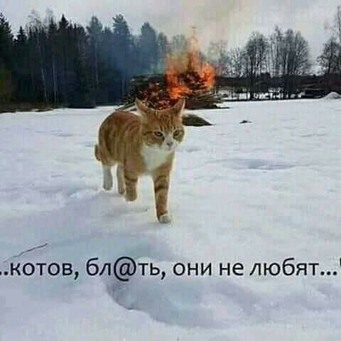 Котов блть они не любят