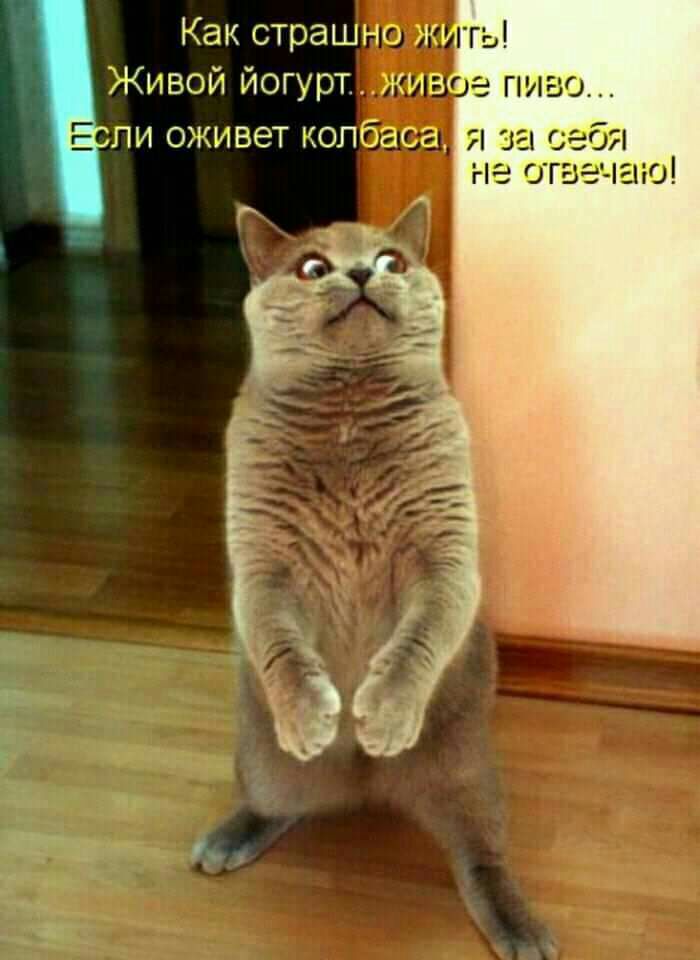 Как страшно кич _ Живой йогурткзіа е пиво пи оживет колбаса я за себя не отвечаю