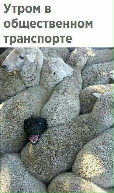 Утром в общественном транспорте