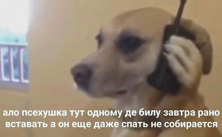 П алс псехушка тут одному де бипу завтра рано вставать в он еще даже спать не собирается
