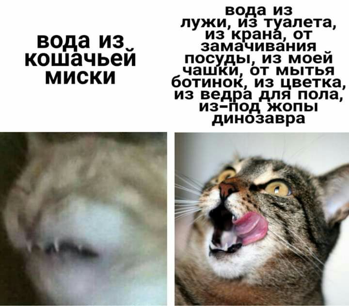вода из лужи из алета вода из зиазмё 315 кошачьем выжжьжж МИСКИ ботинок из цветка из вед а для пола из од жопы динозавра